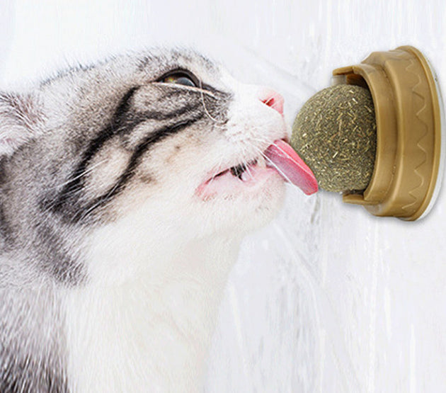 CATNIP WALL BALL